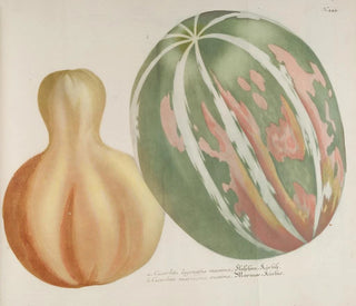 Johann Wilhelm Weinmann - Phytanthoza iconographia Pl167.webp