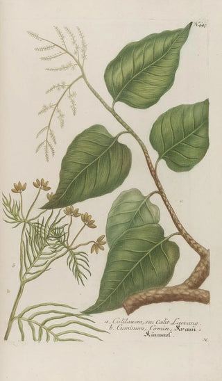 Johann Wilhelm Weinmann - Phytanthoza iconographia Pl170.webp