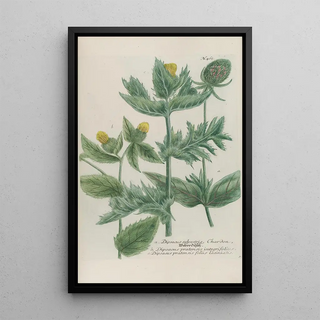 Johann Wilhelm Weinmann - Phytanthoza iconographia Pl188.webp