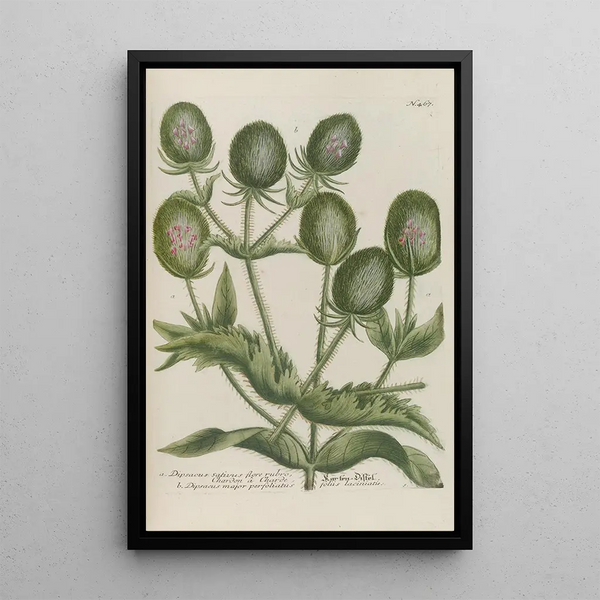 Johann Wilhelm Weinmann - Phytanthoza iconographia Pl190.webp