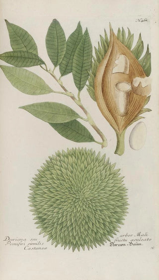 Johann Wilhelm Weinmann - Phytanthoza iconographia Pl191.webp