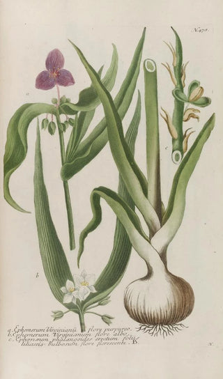 Johann Wilhelm Weinmann - Phytanthoza iconographia Pl201.webp