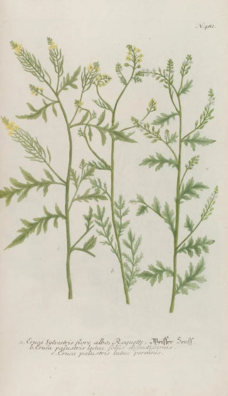 Johann Wilhelm Weinmann - Phytanthoza iconographia Pl205.webp