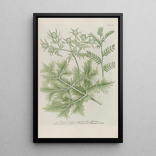 Johann Wilhelm Weinmann - Phytanthoza iconographia Pl207.webp