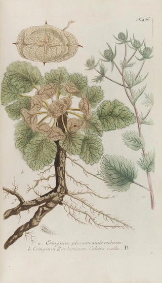 Johann Wilhelm Weinmann - Phytanthoza iconographia Pl209.webp