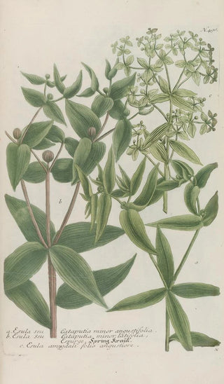 Johann Wilhelm Weinmann - Phytanthoza iconographia Pl213.webp