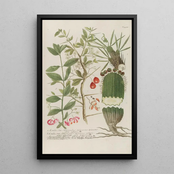 Johann Wilhelm Weinmann - Phytanthoza iconographia Pl217.webp