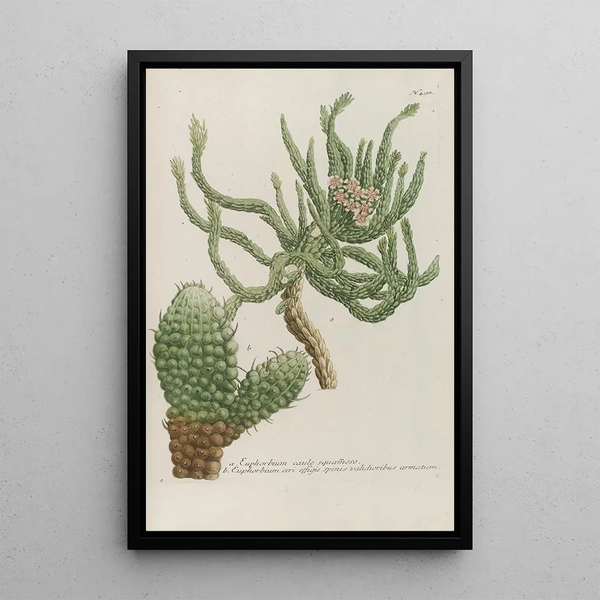 Johann Wilhelm Weinmann - Phytanthoza iconographia Pl221.webp