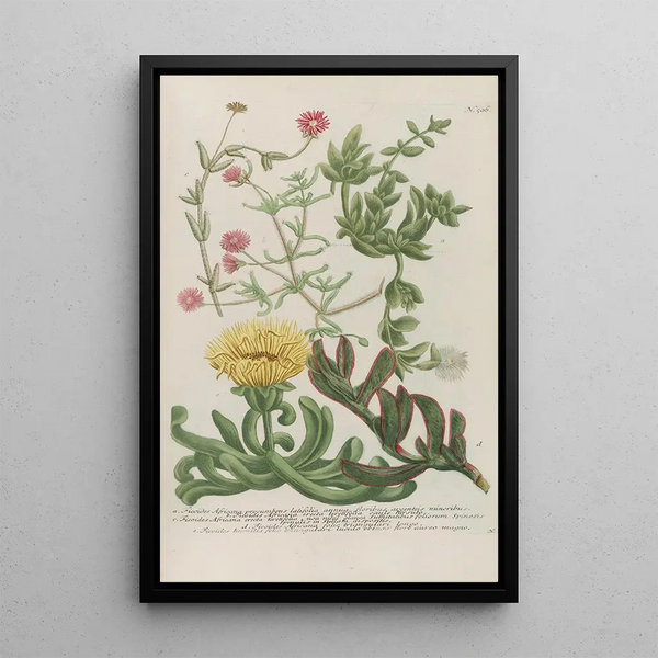 Johann Wilhelm Weinmann - Phytanthoza iconographia Pl229.webp