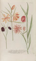 Phytanthoza iconographia Pl240 - Johann Wilhelm Weinmann — weergave van het kunstwerk