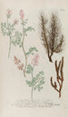 Phytanthoza iconographia Pl242 - Johann Wilhelm Weinmann — weergave van het kunstwerk