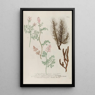 Johann Wilhelm Weinmann - Phytanthoza iconographia Pl242.webp