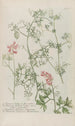 Phytanthoza iconographia Pl244 - Johann Wilhelm Weinmann — weergave van het kunstwerk