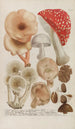 Phytanthoza iconographia Pl245 - Johann Wilhelm Weinmann — weergave van het kunstwerk