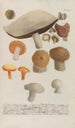 Phytanthoza iconographia Pl247 - Johann Wilhelm Weinmann — weergave van het kunstwerk