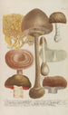 Phytanthoza iconographia Pl248 - Johann Wilhelm Weinmann — weergave van het kunstwerk