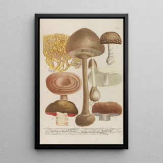 Johann Wilhelm Weinmann - Phytanthoza iconographia Pl248.webp