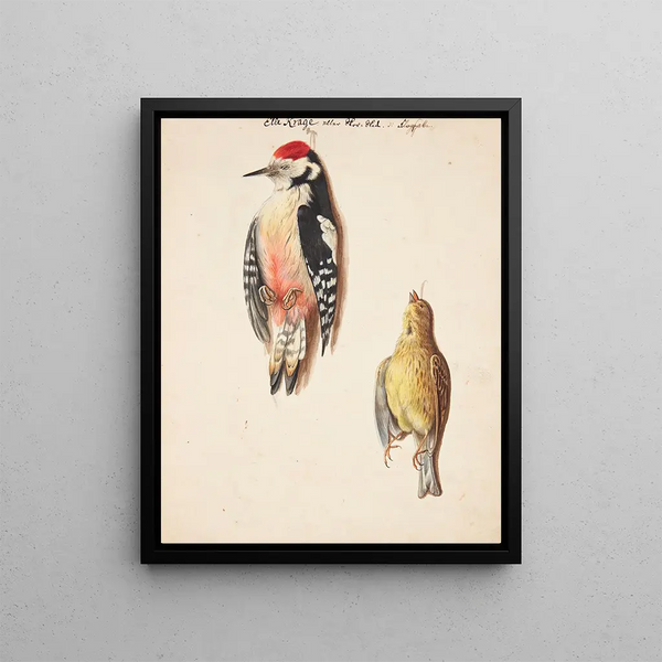 Study of a Dead Sparrow Flag and a Hanging Yellow Sparrow - Johanna Fosie — framed artwork on a wall