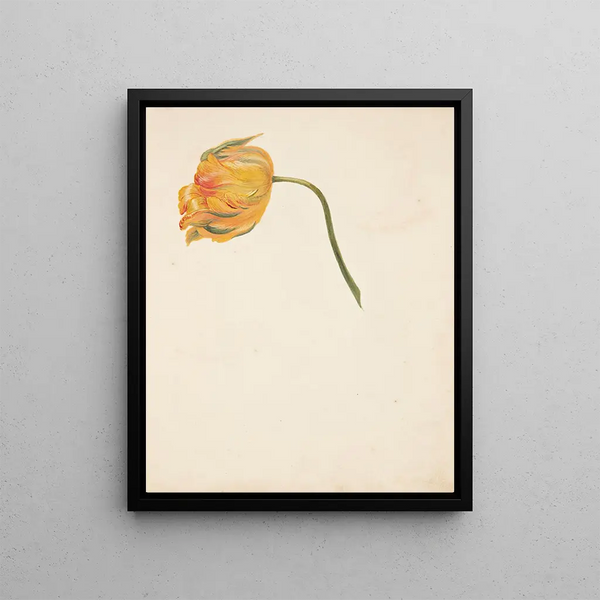 Study of Yellow Tulip - Johanna Fosie — framed artwork on a wall
