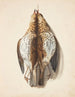 Study of two dead thrushes - Johanna Fosie — artwork view