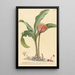 Haemanthus - Johannes Jacob Haid — ingelijst kunstwerk aan de muur