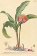 Haemanthus - Johannes Jacob Haid — weergave van het kunstwerk