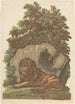 De leeuw - John Baptist Jackson — weergave van het kunstwerk