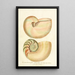 Encyclopaedia londinensis Conchyliologie Pl 02 - John Chapman — ingelijst kunstwerk aan de muur