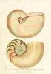 Encyclopaedia londinensis Conchyliologie Pl 02 - John Chapman — weergave van het kunstwerk