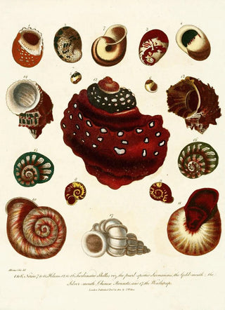 John Chapman - Encyclopaedia londinensis Conchology Pl 09.webp