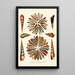 Encyclopaedia londinensis Conchyliologie Pl 11 - John Chapman — ingelijst kunstwerk aan de muur