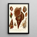 Encyclopaedia londinensis Conchyliologie Pl 12 - John Chapman — ingelijst kunstwerk aan de muur