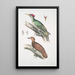 Pic de l'Almorah Picus dimidiatus 2 Pic indien roux Picus rufus - John Edward Gray — ingelijst kunstwerk aan de muur