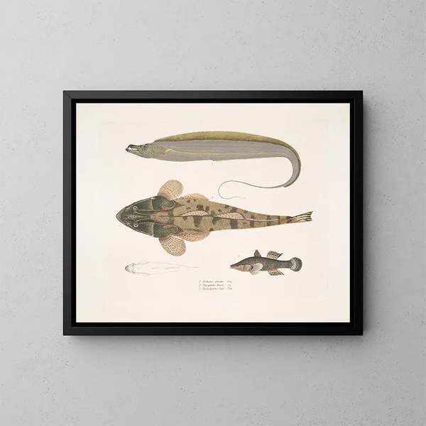 1 Queue de cheval armée Trichiurus armatus 2 Platycephalus chacca 3 Cheilodipterus indien - John Edward Gray — ingelijst kunstwerk aan de muur