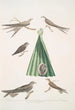 Martinet de Balassie Cypselus palmarum 1a Mâle 1b Femelle 1c Jeune 1d Nid 2 Martinet allié Cypselus affinis - John Edward Gray — weergave van het kunstwerk