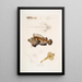 Anaora barbu Amora tentaculata amboina 2 Pelors de Cuvier Pelors Cuvieri 3 Dragonnet à épines fourchues Callionymus serrato spinosus - John Edward Gray — ingelijst kunstwerk aan de muur