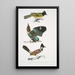 Brachype à tête noire Brachypus melanocephalus 2 Pelta à queue courte Pitta Pelta Pitta brachyura - John Edward Gray — ingelijst kunstwerk aan de muur