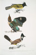 Brachype à tête noire Brachypus melanocephalus 2 Pelta à queue courte Pitta Pelta Pitta brachyura - John Edward Gray — weergave van het kunstwerk