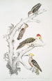Pic brun Picus Molluccensis Mâle et Femelle 2 Pic Mahratta Picus Mahrattensis Mâle et Femelle - John Edward Gray — weergave van het kunstwerk