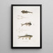 Balitora van Bruce Balitora Brucei Ruisseau de montagne India 2 Balitora tacheté Balitora maculata Ruisseau de montagne India - John Edward Gray — ingelijst kunstwerk aan de muur