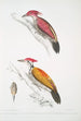 Pic cramoisi Picus mineatus 2 Pic indien à trois doigts Picus Tiga 3 Une tête de femelle - John Edward Gray — weergave van het kunstwerk