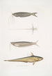 Acanthonote van Cuvier Silurus Acanthonotus Cuvieri 2 Ailia du Bengale Malapterus Ailia Bengalensis - John Edward Gray — weergave van het kunstwerk