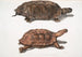Schildpad met plat rug Emys platynotha 2 Landschildpad met stekelige schaal Geoemyda spinosa - John Edward Gray — weergave van het kunstwerk
