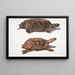 Schildpad met plat rug Emys platynotha 2 Landschildpad met stekelige schaal Geoemyda spinosa - John Edward Gray — ingelijst kunstwerk aan de muur