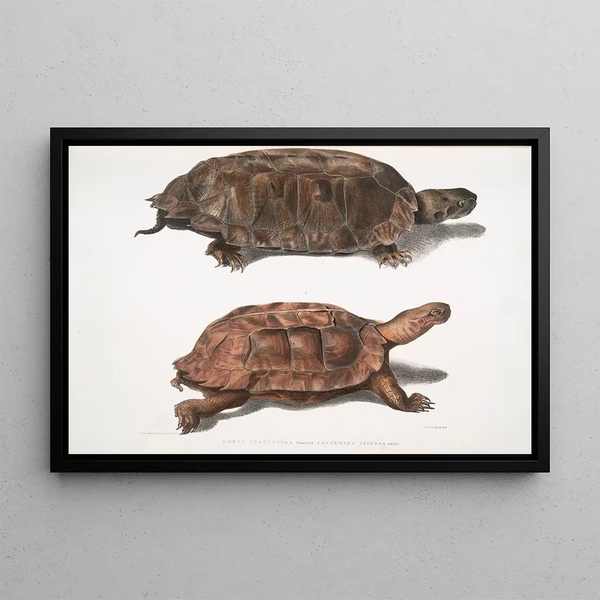 John Edward Gray - 1 Flat Backed Terrapin Emys platynotha 2 Spinose Land Terrapin Geoemyda spinosa.webp