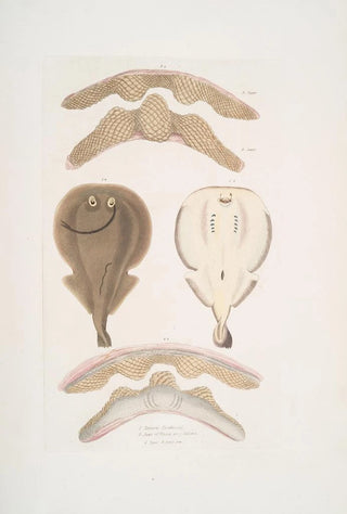 John Edward Gray - 1 Hardwicks One Finned Torpedo Temera Hardwickii 2 Jaws of the Chinese Ray Rhina ancylostoma.webp
