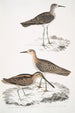 Bécassine de Horsfield Scolopax Horsfieldii 2 Bécasseau indien - John Edward Gray — weergave van het kunstwerk