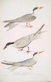 Sterne javanaise Sterna Javanica 2 Sterne alliée Sterna similis 3 Sterne à ventre brun Sterna acuticauda - John Edward Gray — weergave van het kunstwerk
