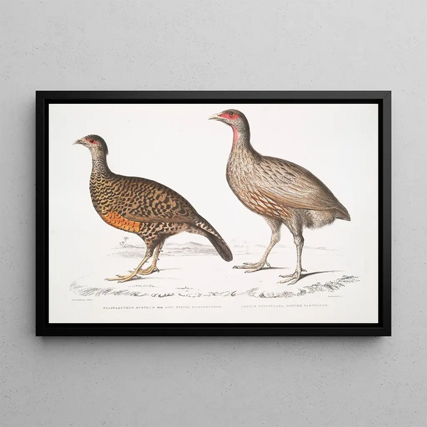 John Edward Gray - 1 Lady Norths Polplectron Pectrophora Polyplectron Northi 2 Dotted Partridge Perdix punctulata.webp