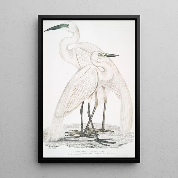 John Edward Gray - 1 Pure White Heron Ardea modesta 2 Black Billed Heron Ardea nigrirostris.webp